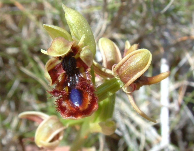 Ophrys regis-ferdinandii